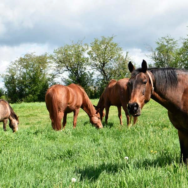 Pension pour chevaux à Brives-Charensac, Haute-Loire